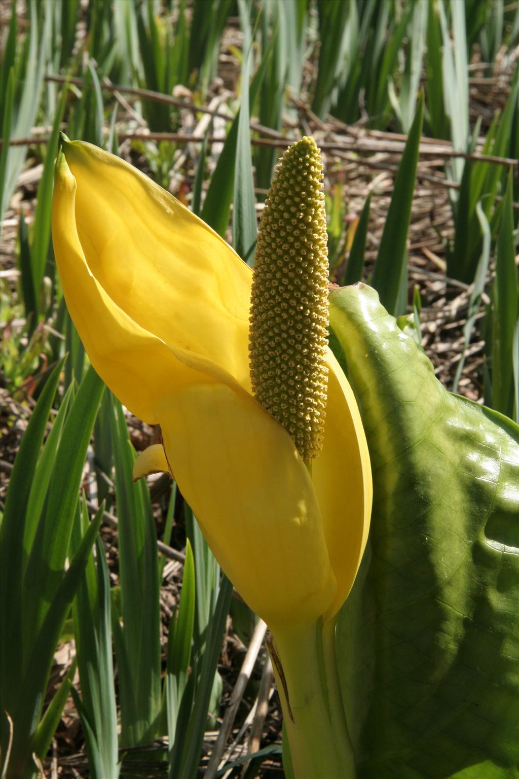 Lysichiton americanus (door Willem Braam)