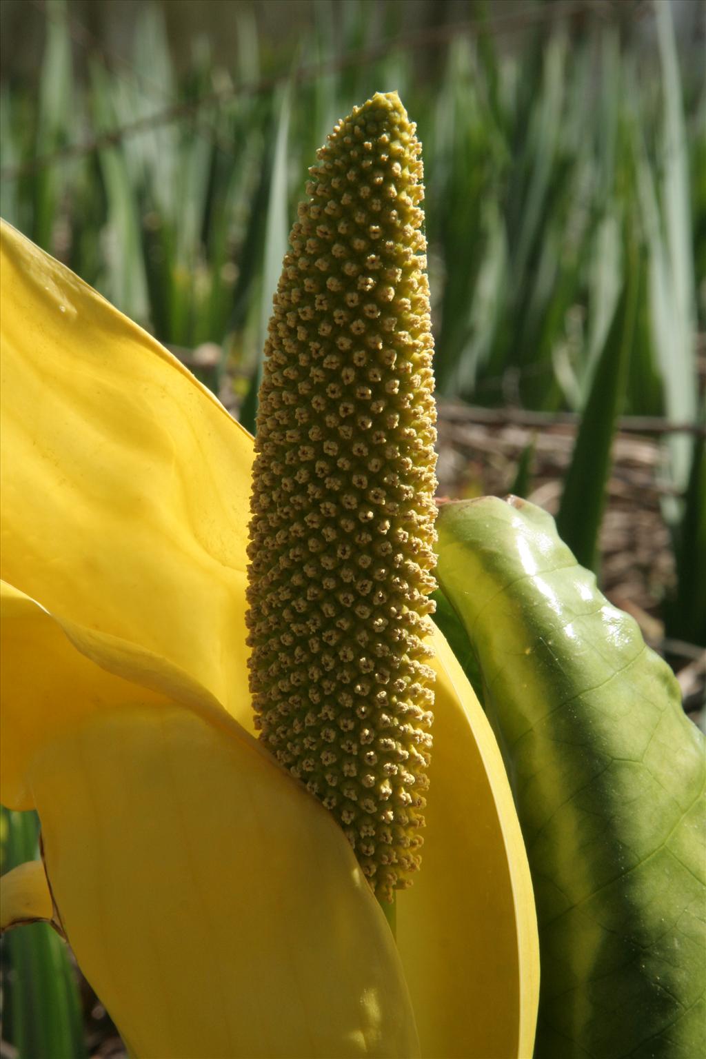 Lysichiton americanus (door Willem Braam)