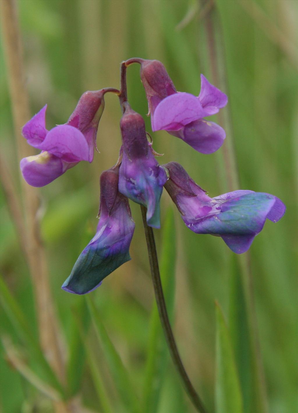 Lathyrus palustris (door Willem Braam)