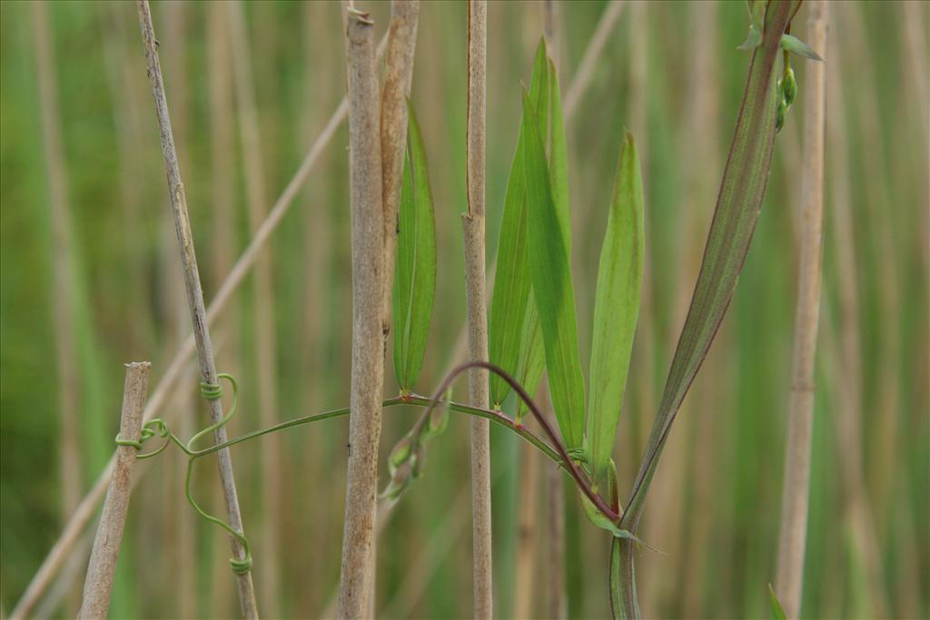 Lathyrus palustris (door Willem Braam)