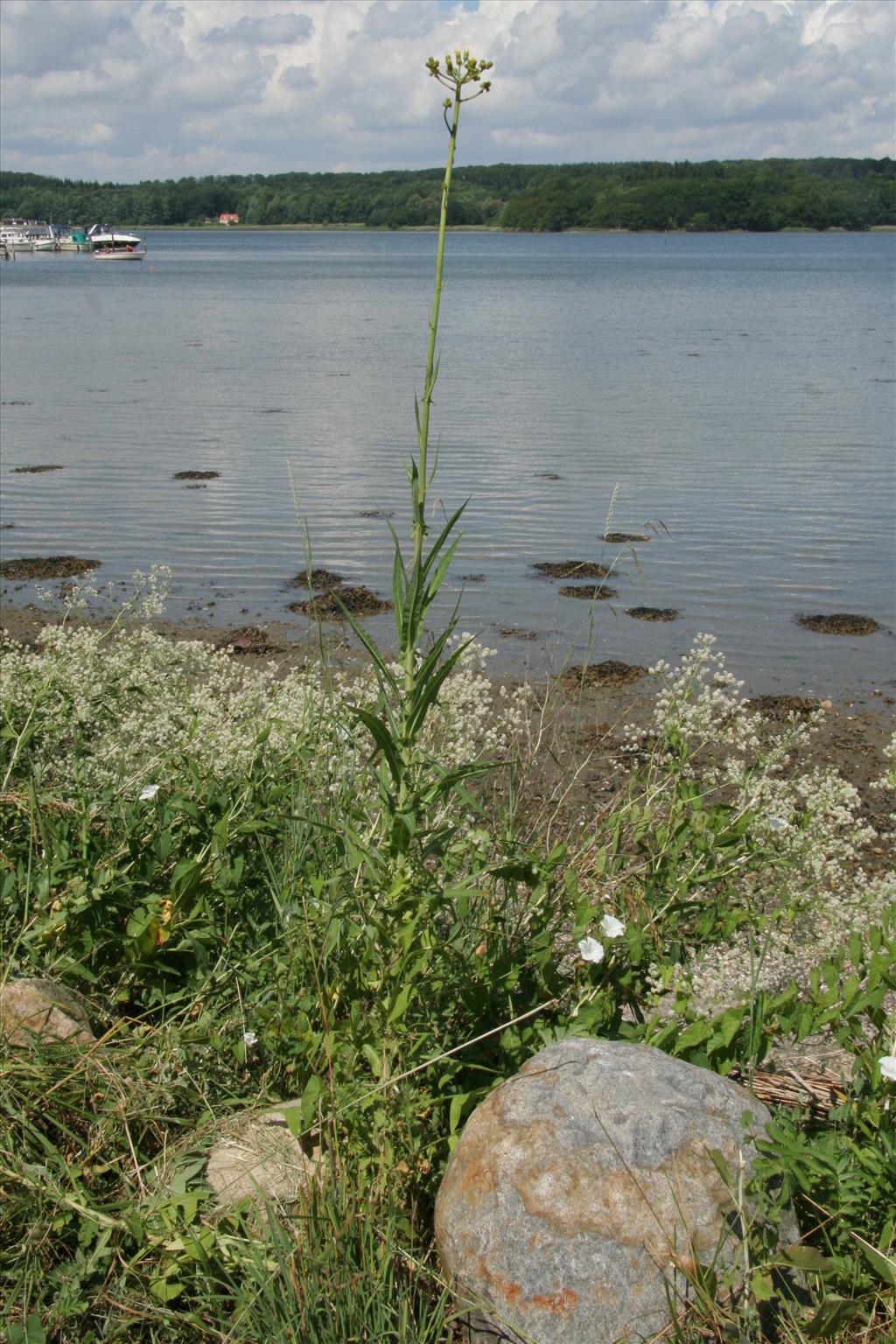 Sonchus palustris (door Willem Braam)