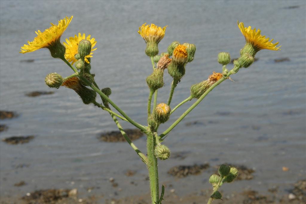 Sonchus palustris (door Willem Braam)