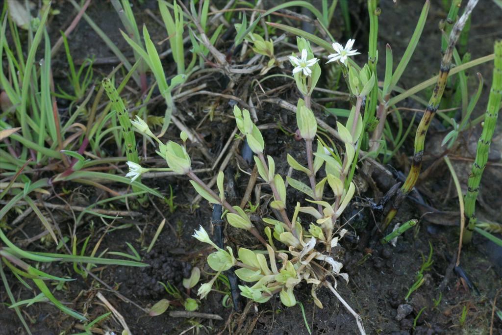 Stellaria alsine (door Willem Braam)