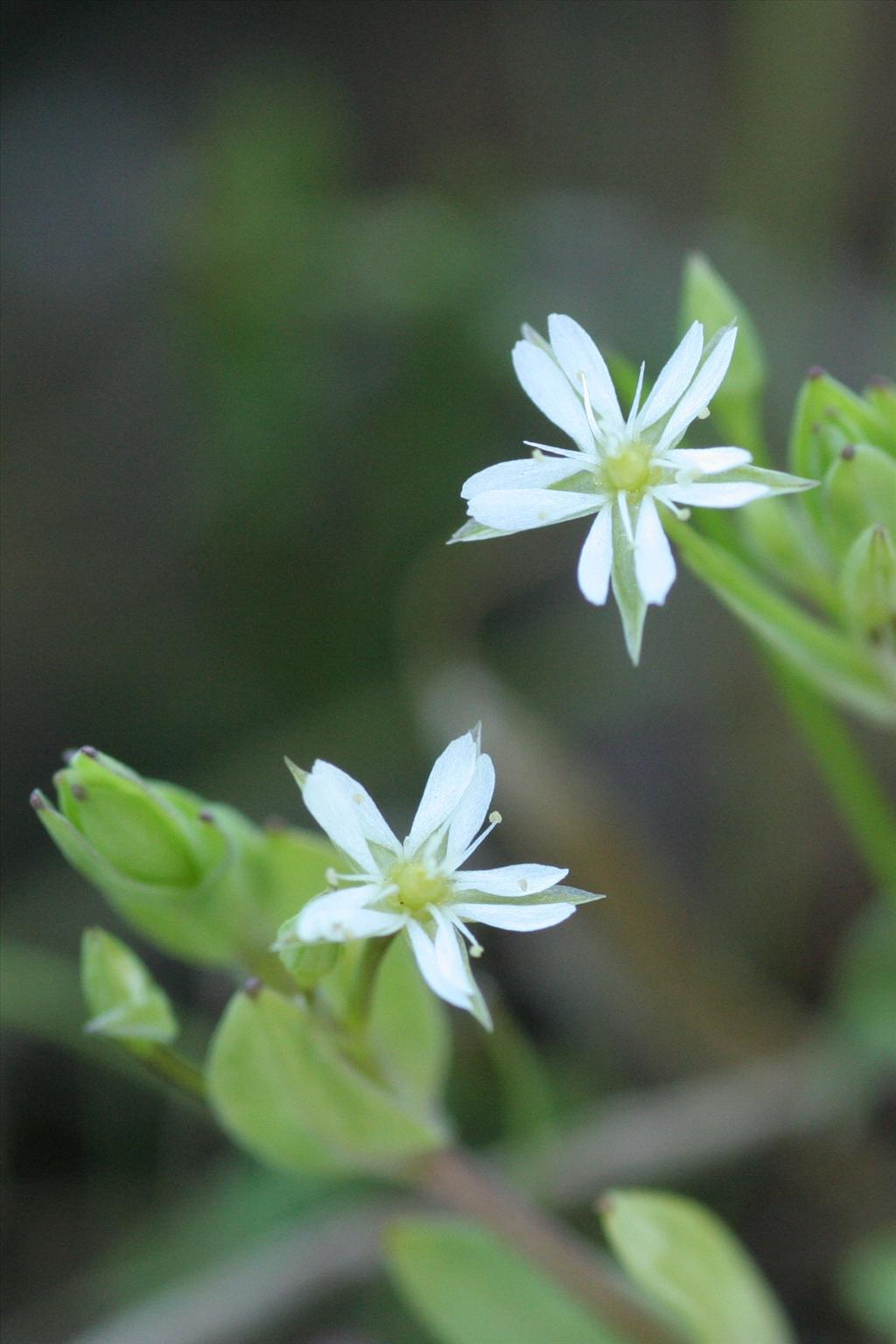 Stellaria alsine (door Willem Braam)