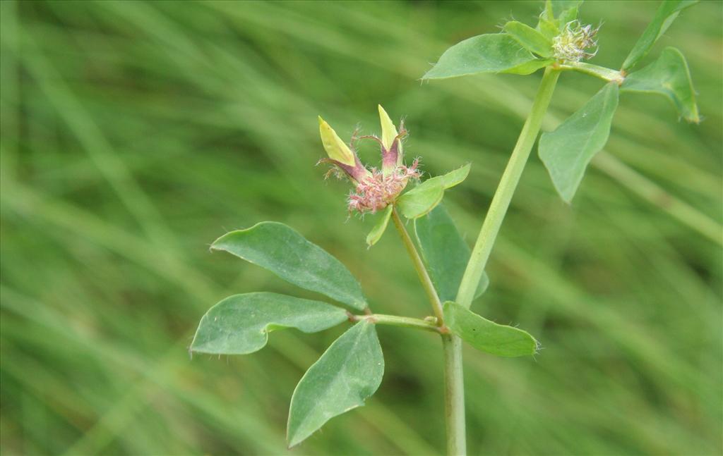 Lotus pedunculatus (door Willem Braam)