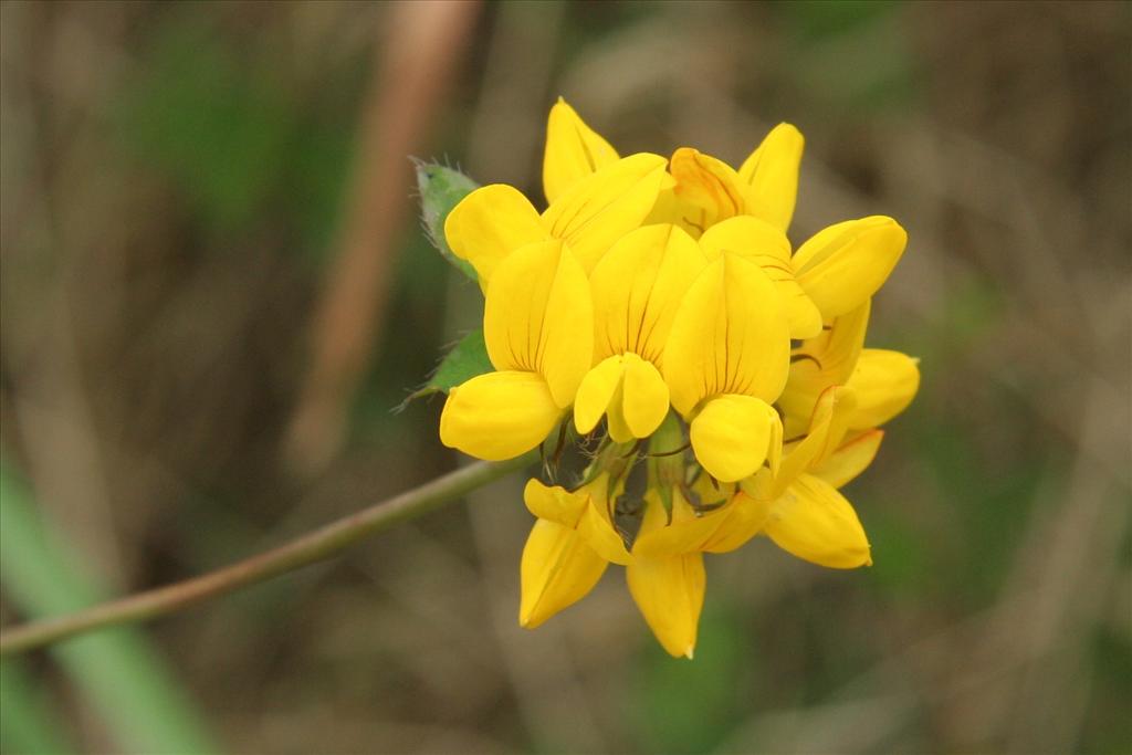 Lotus pedunculatus (door Willem Braam)