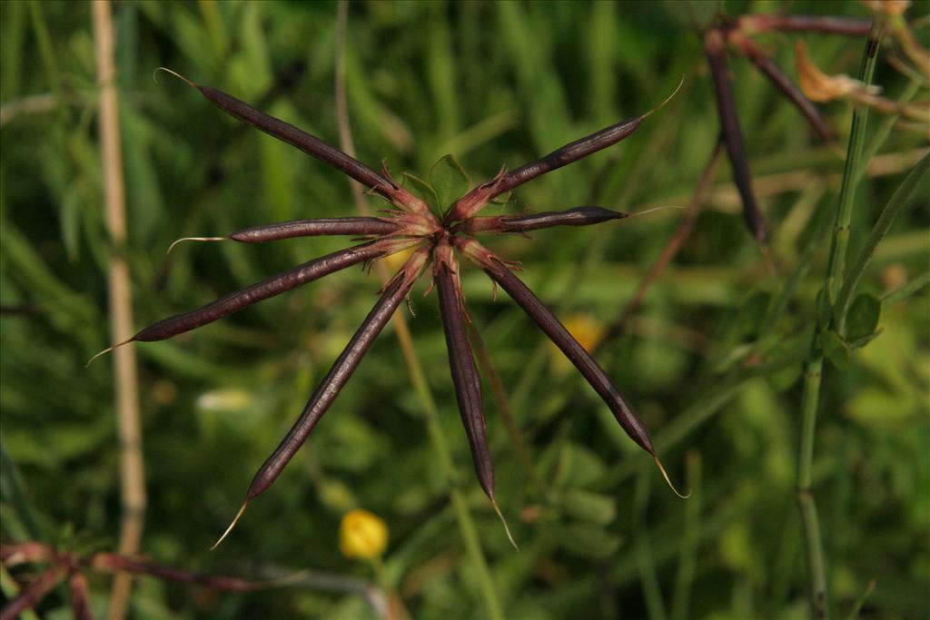 Lotus pedunculatus (door Willem Braam)