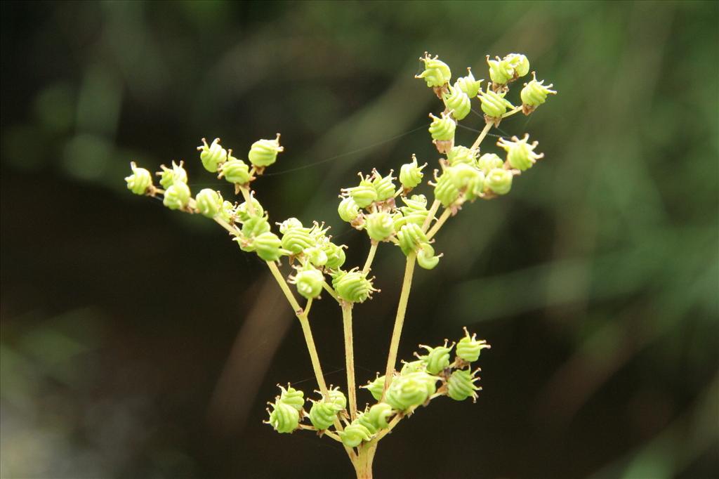 Filipendula ulmaria (door Willem Braam)