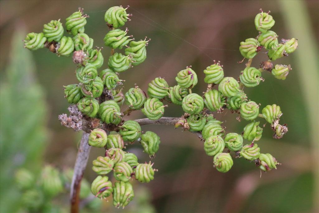 Filipendula ulmaria (door Willem Braam)