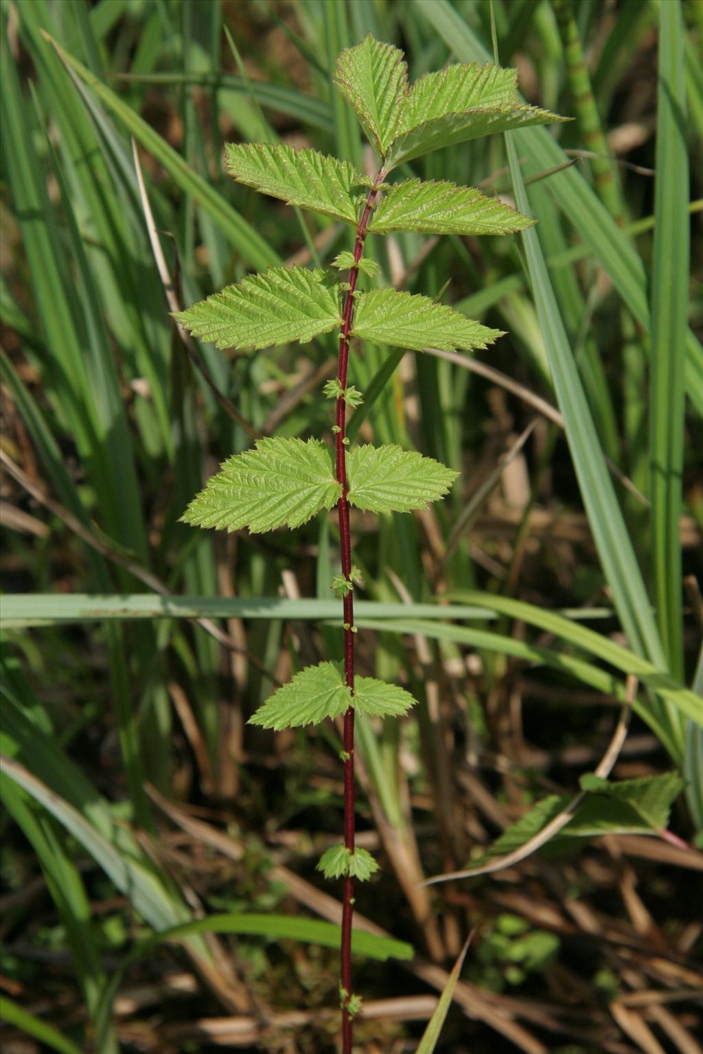 Filipendula ulmaria (door Willem Braam)