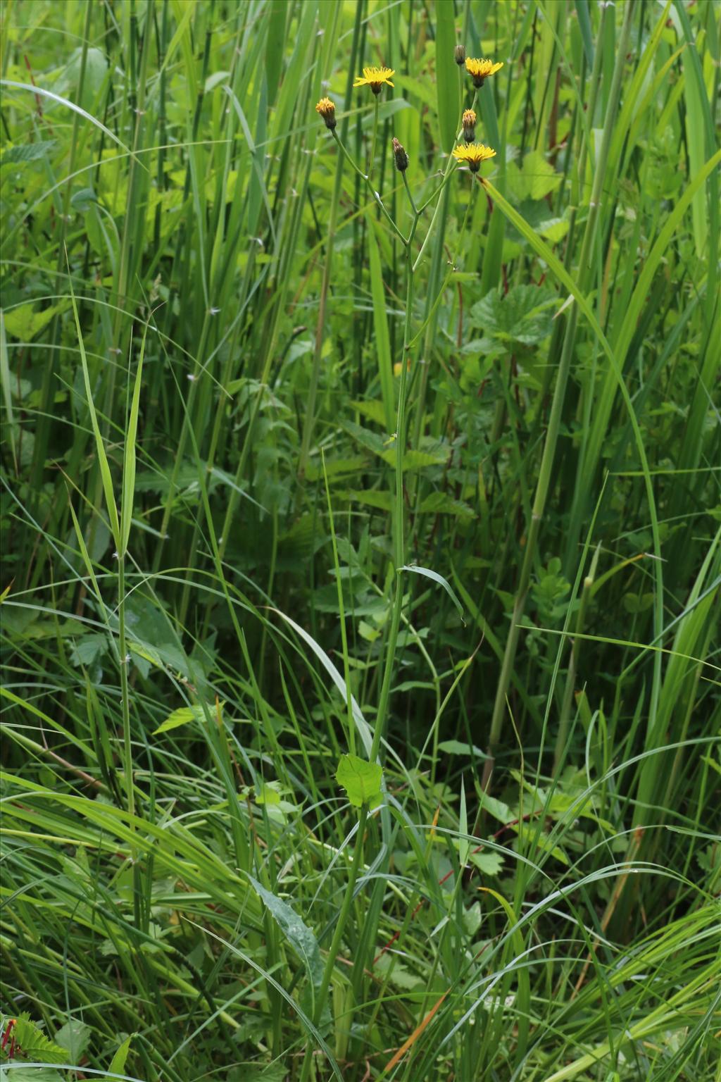 Crepis paludosa (door Willem Braam)