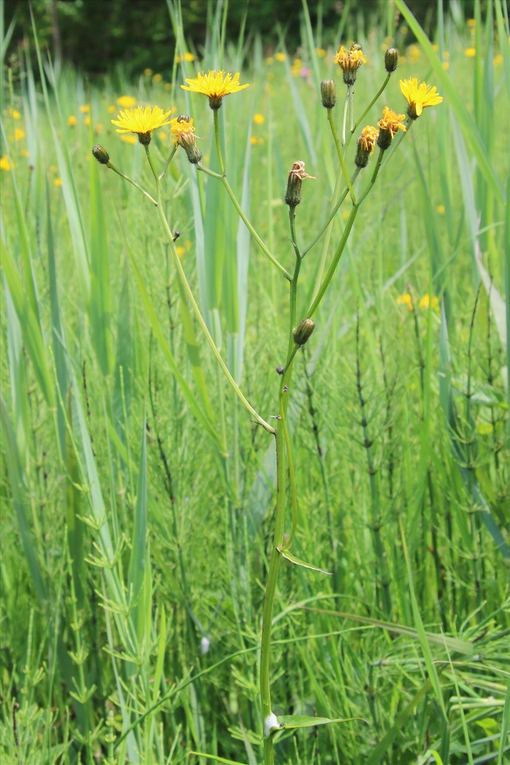 Crepis paludosa (door Willem Braam)