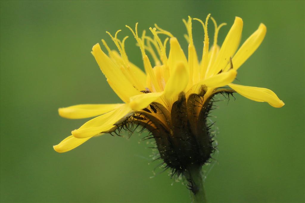 Crepis paludosa (door Willem Braam)