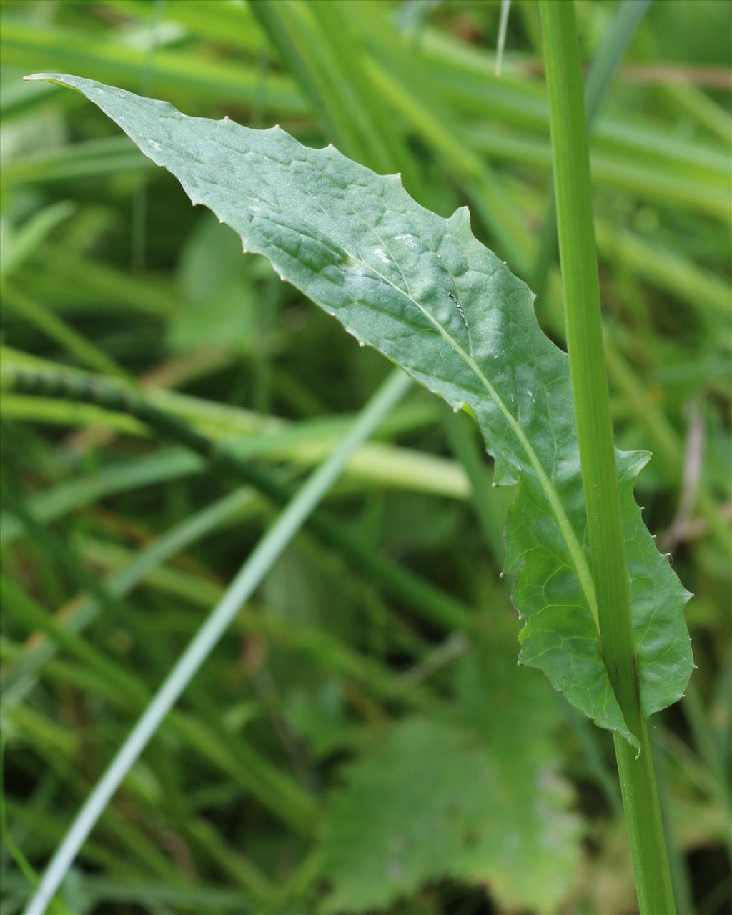 Crepis paludosa (door Willem Braam)