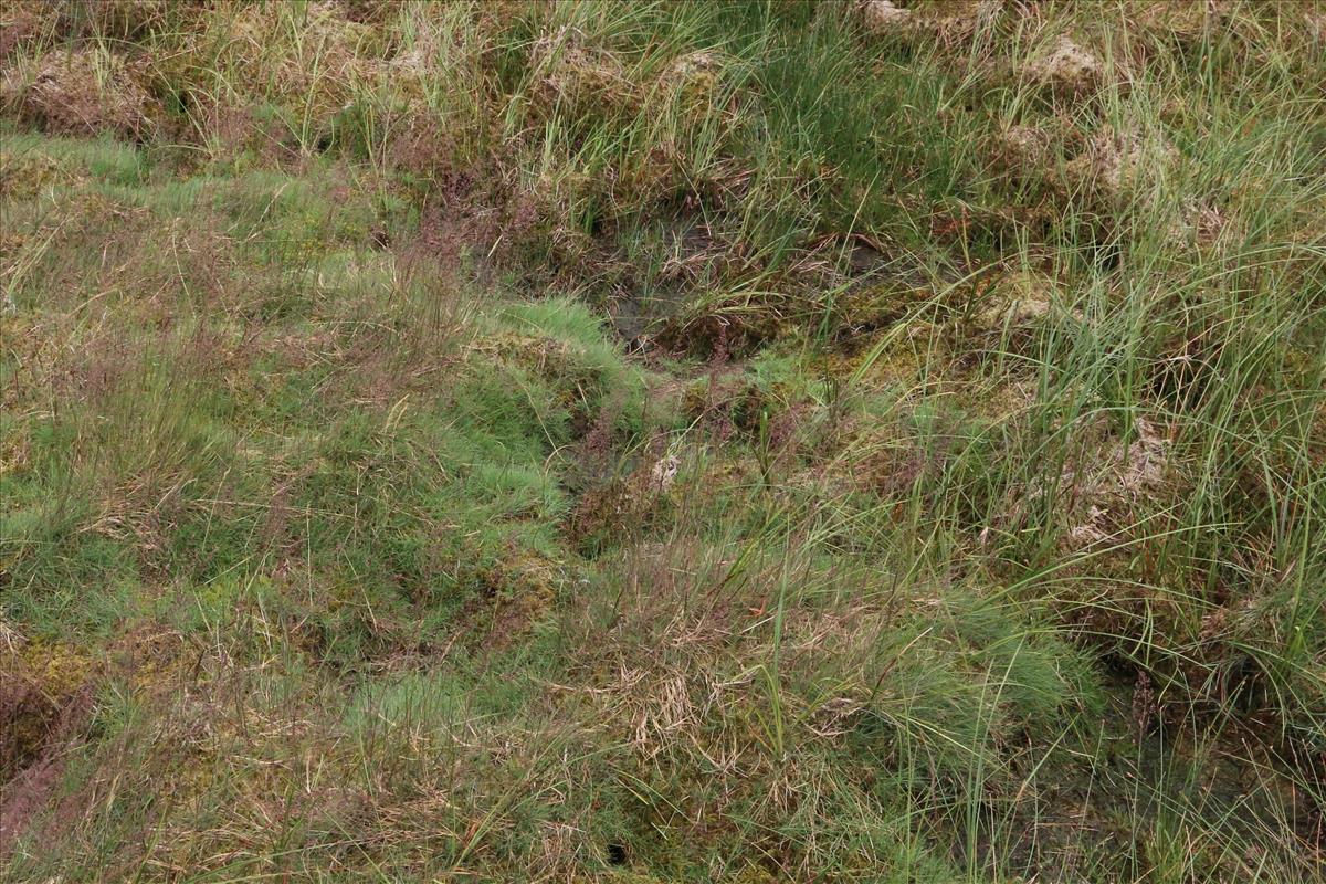 Agrostis canina (door Willem Braam)