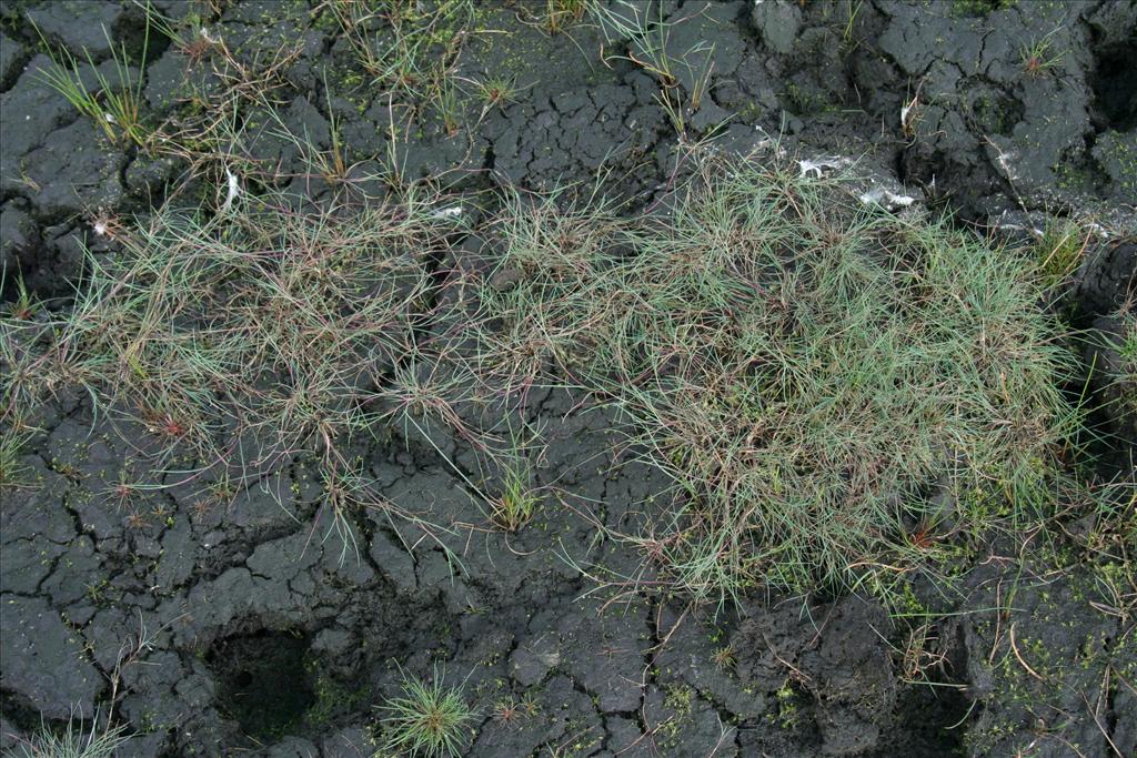 Agrostis canina (door Willem Braam)