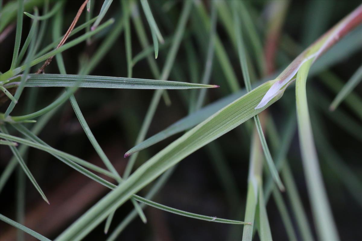 Agrostis canina (door Willem Braam)