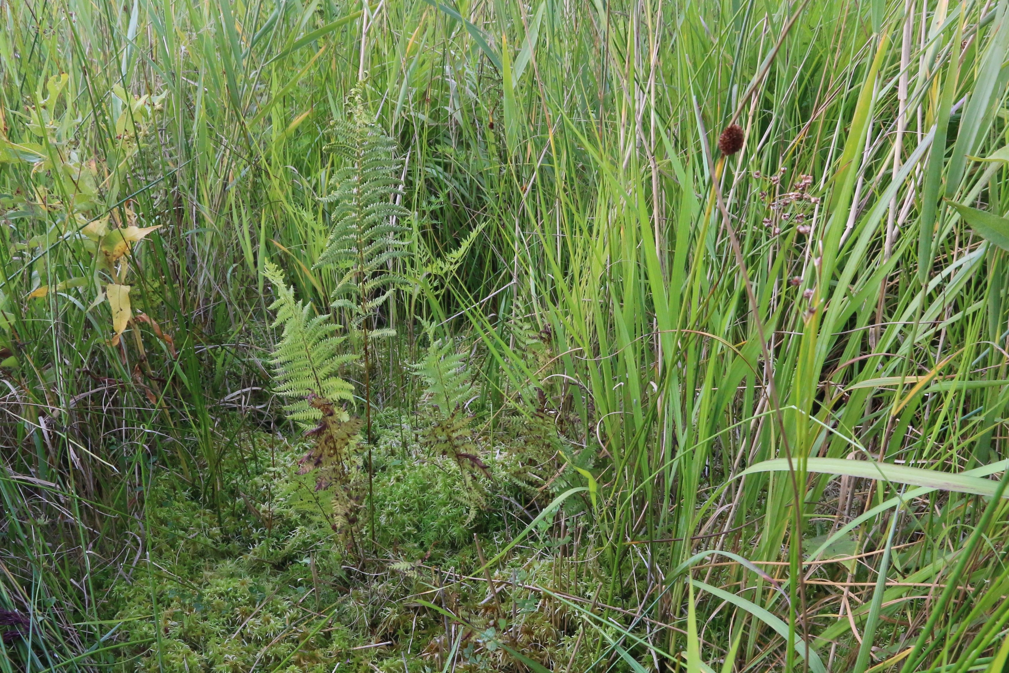 Thelypteris palustris (door Willem Braam)