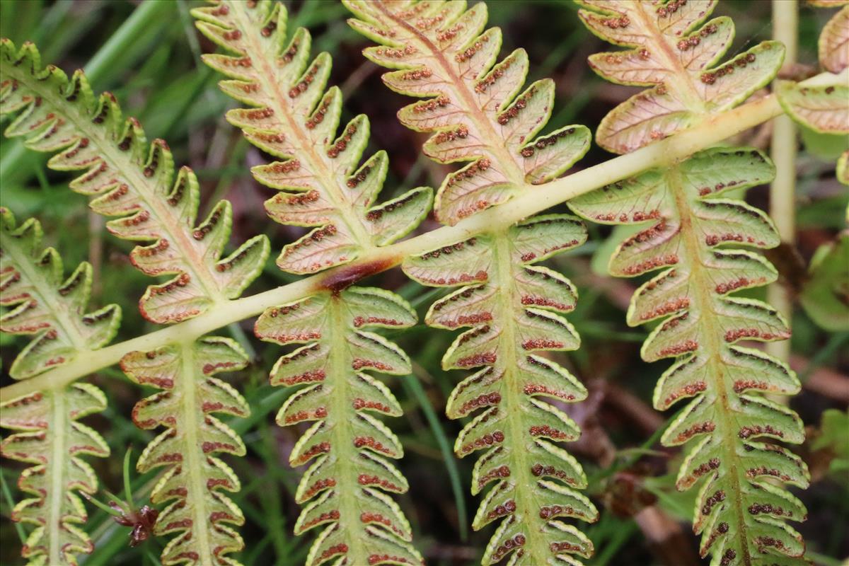 Thelypteris palustris (door Willem Braam)