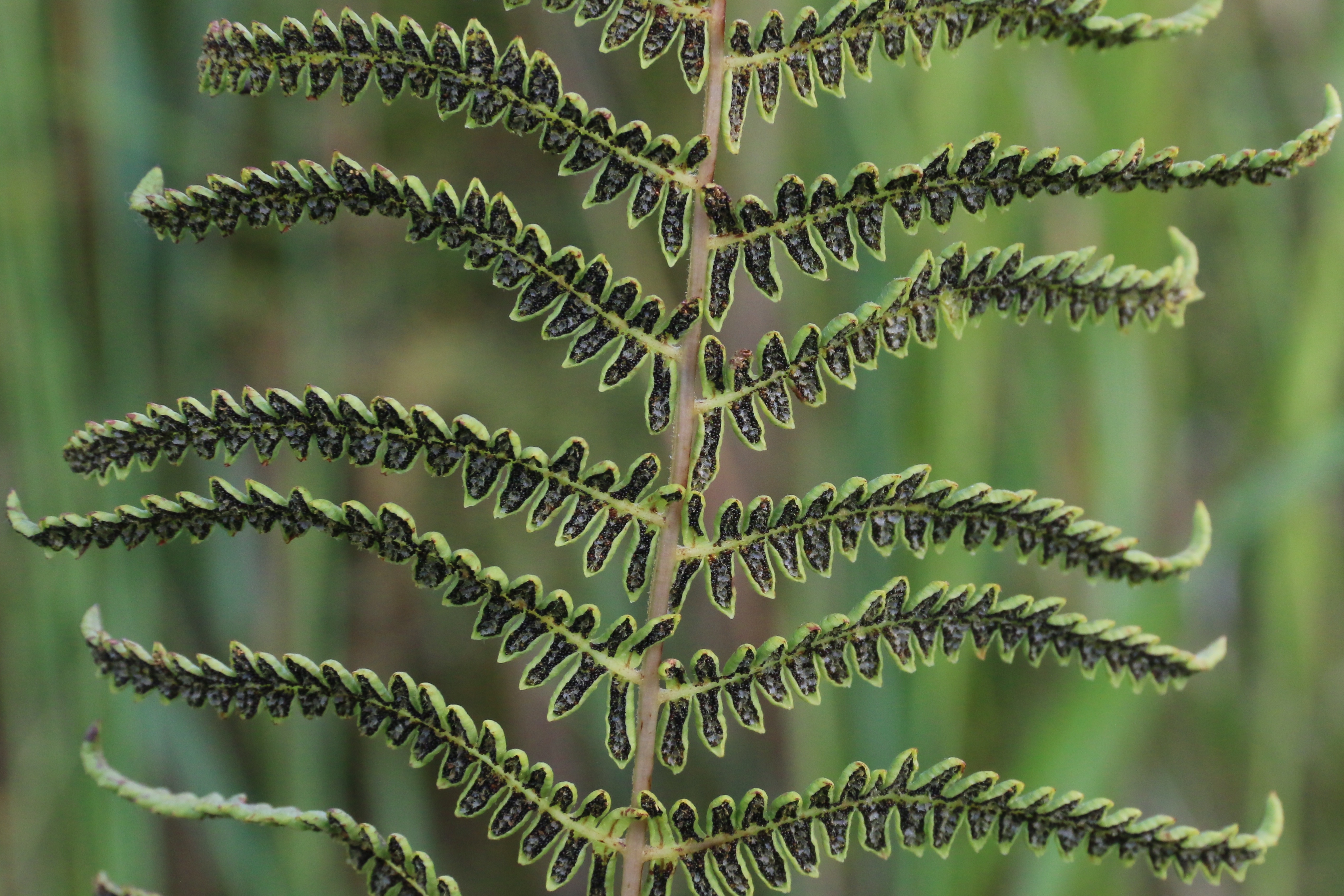 Thelypteris palustris (door Willem Braam)