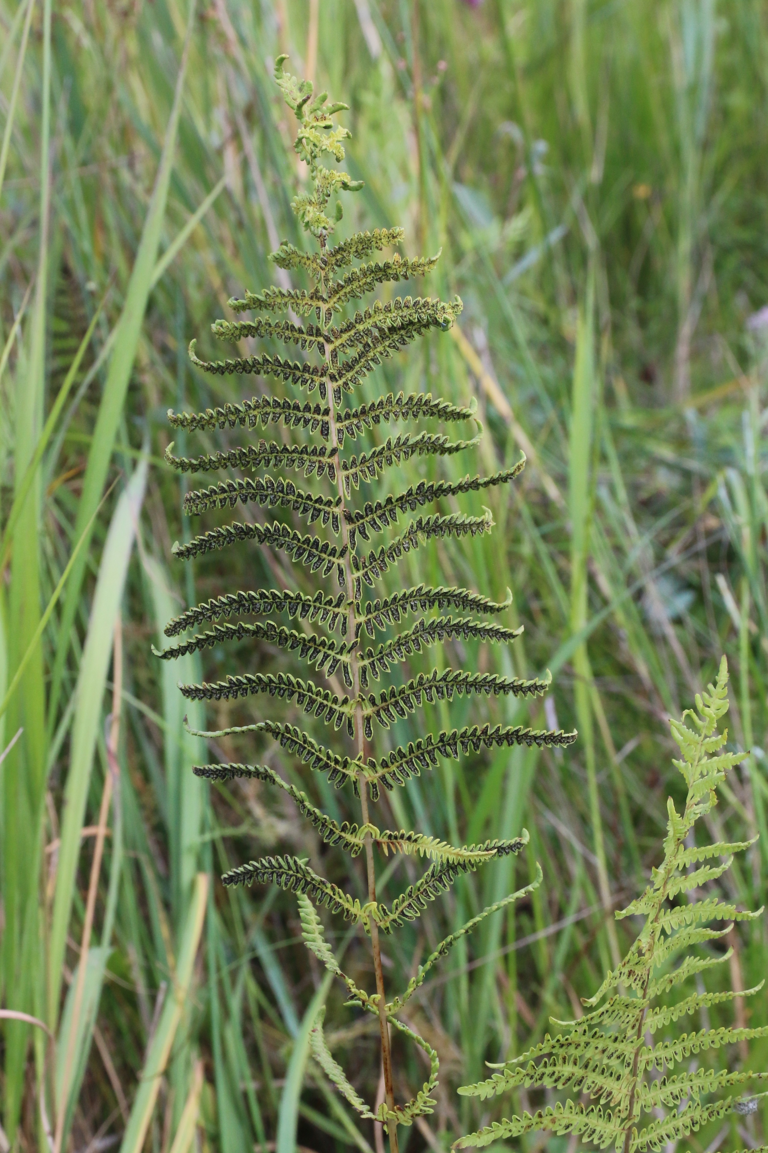 Thelypteris palustris (door Willem Braam)