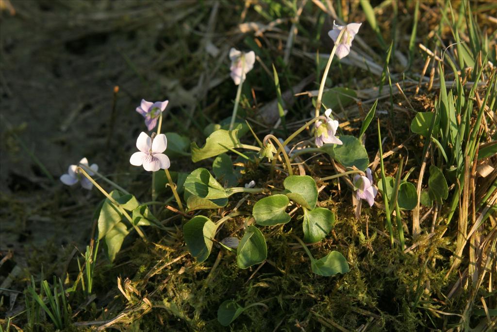 Viola palustris (door Willem Braam)