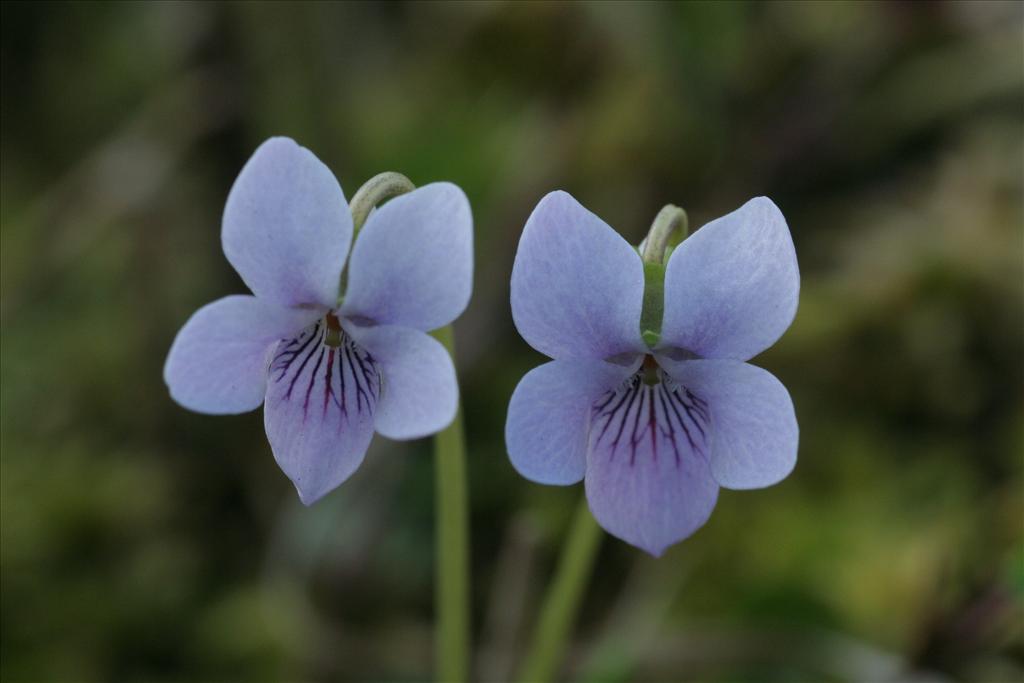 Viola palustris (door Willem Braam)