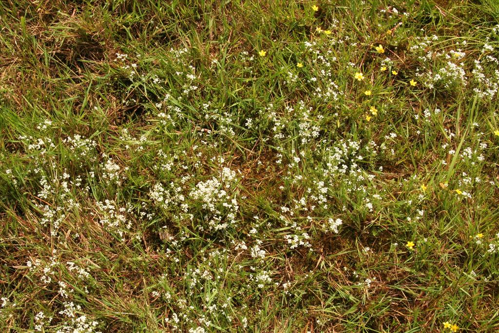 Galium palustre (door Willem Braam)