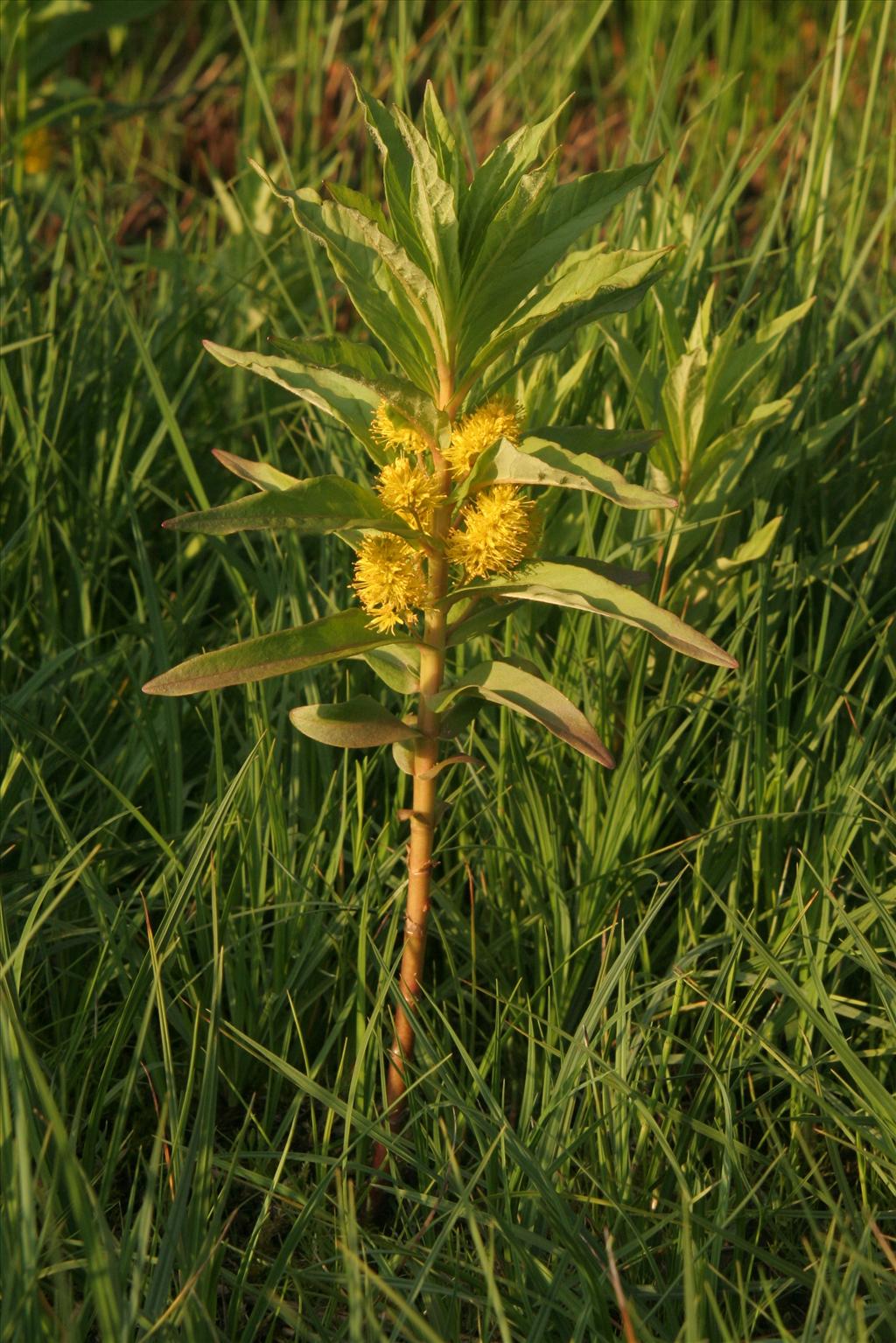 Lysimachia thyrsiflora (door Willem Braam)