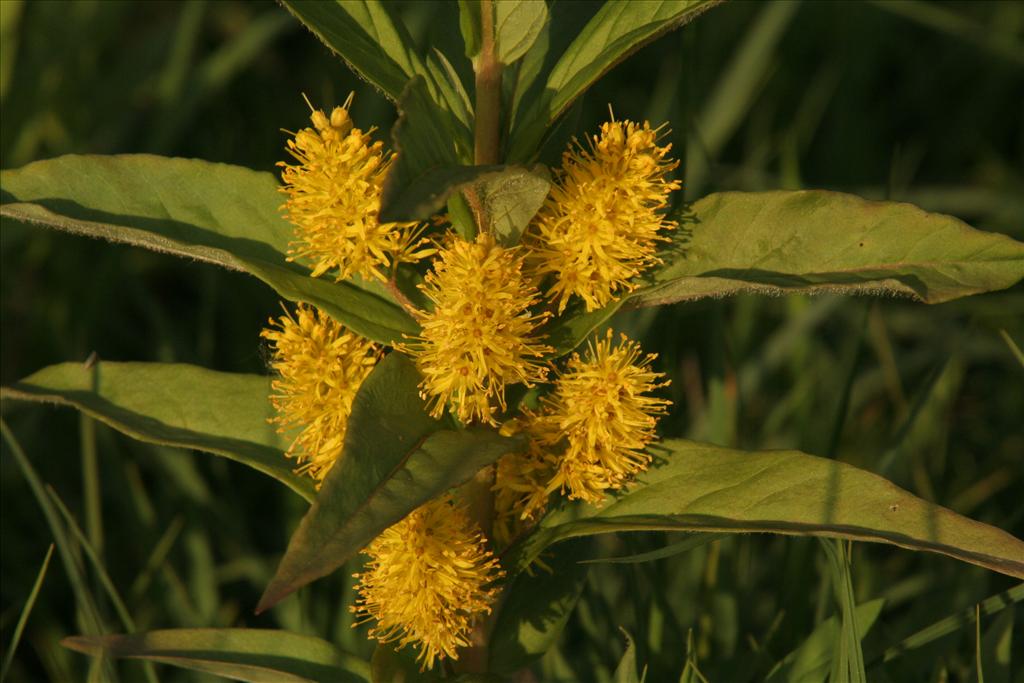 Lysimachia thyrsiflora (door Willem Braam)