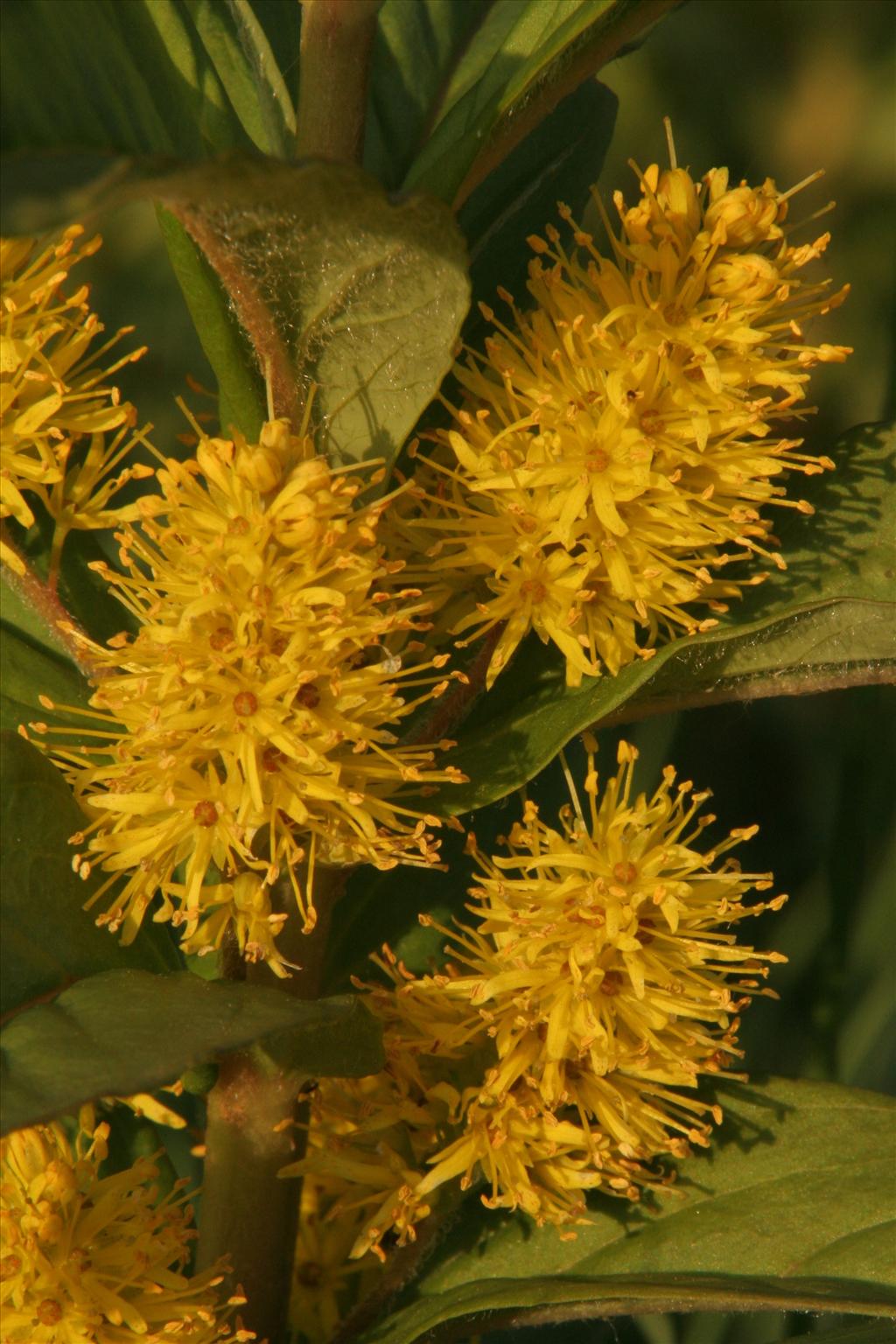 Lysimachia thyrsiflora (door Willem Braam)