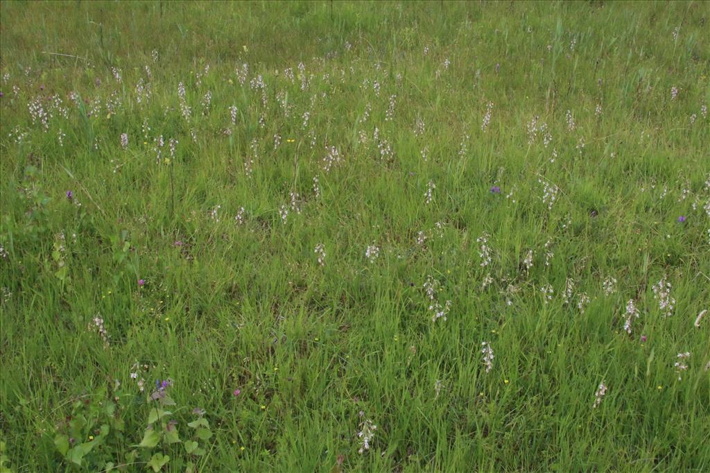 Epipactis palustris (door Willem Braam)