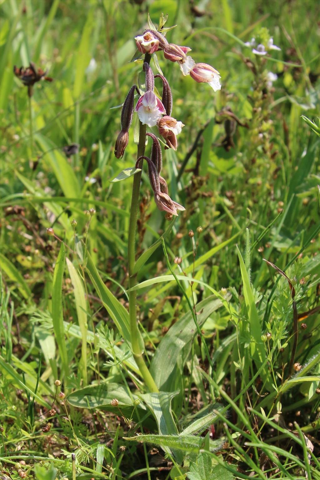 Epipactis palustris (door Willem Braam)