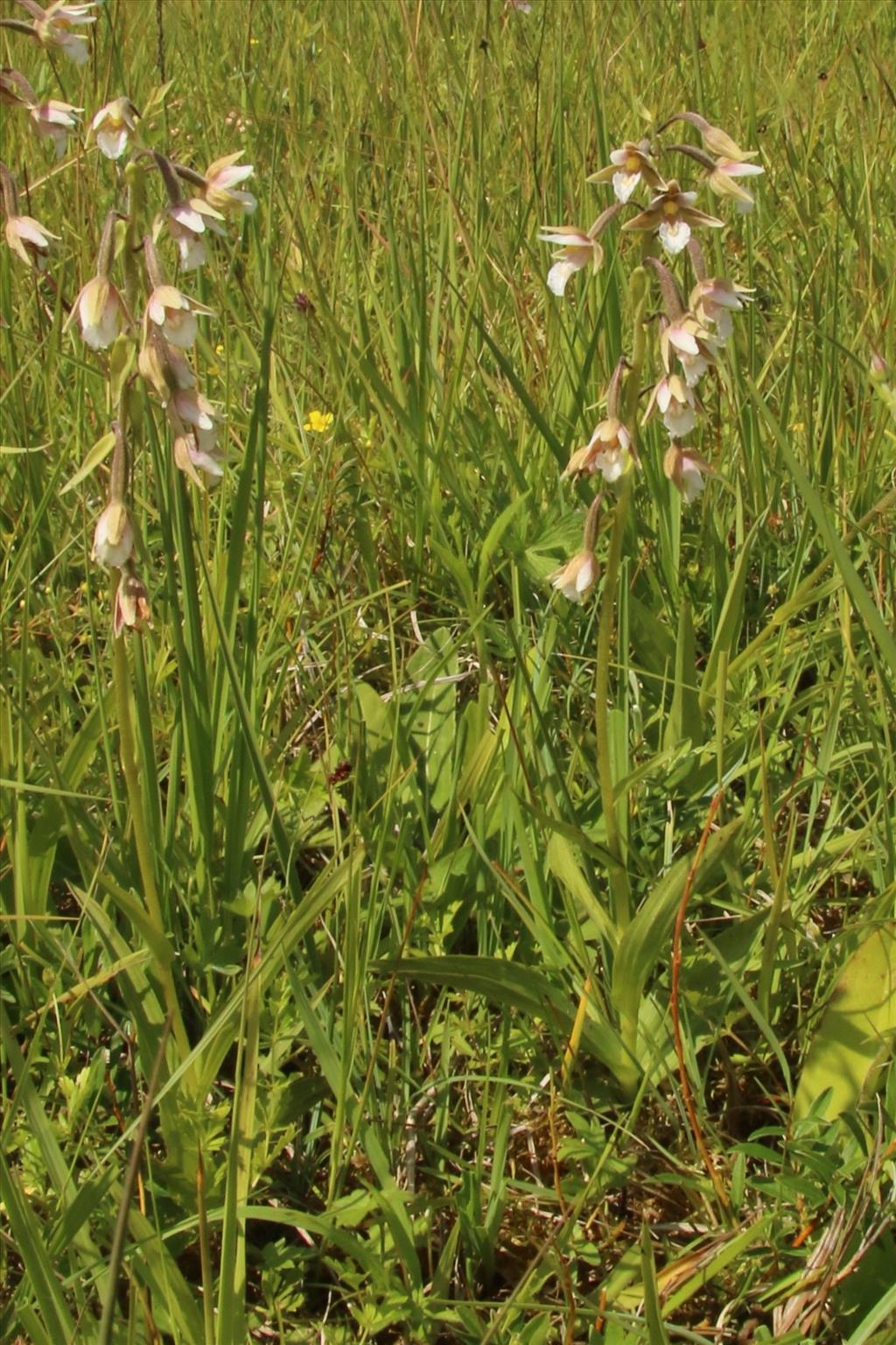 Epipactis palustris (door Willem Braam)