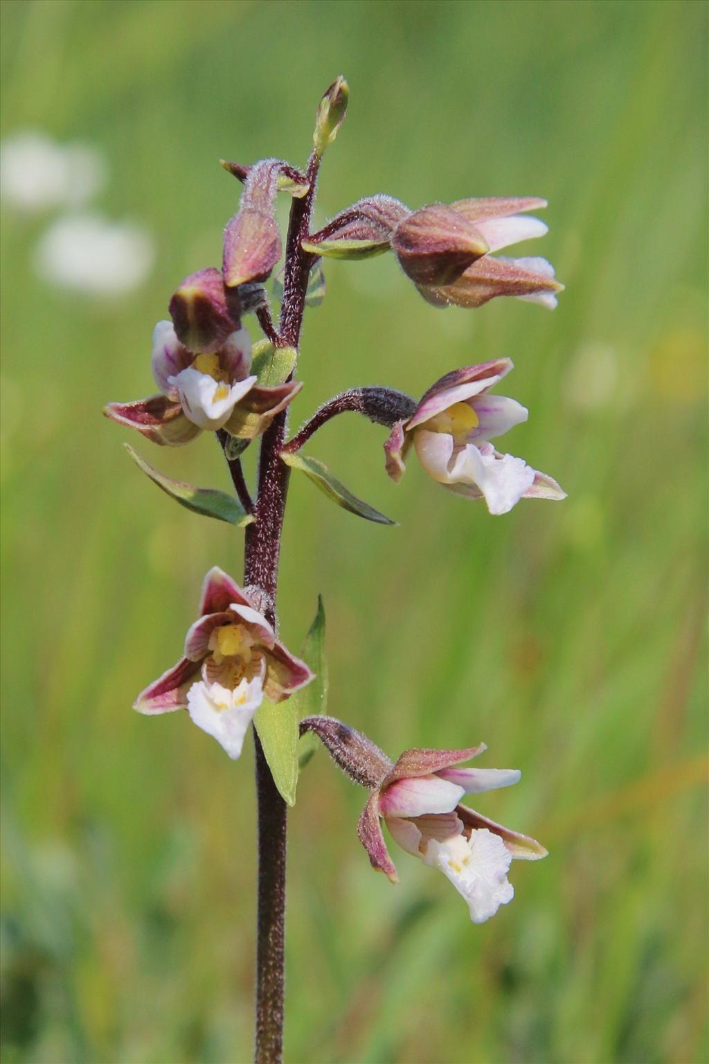 Epipactis palustris (door Willem Braam)