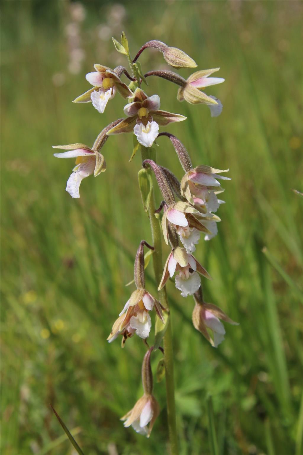 Epipactis palustris (door Willem Braam)