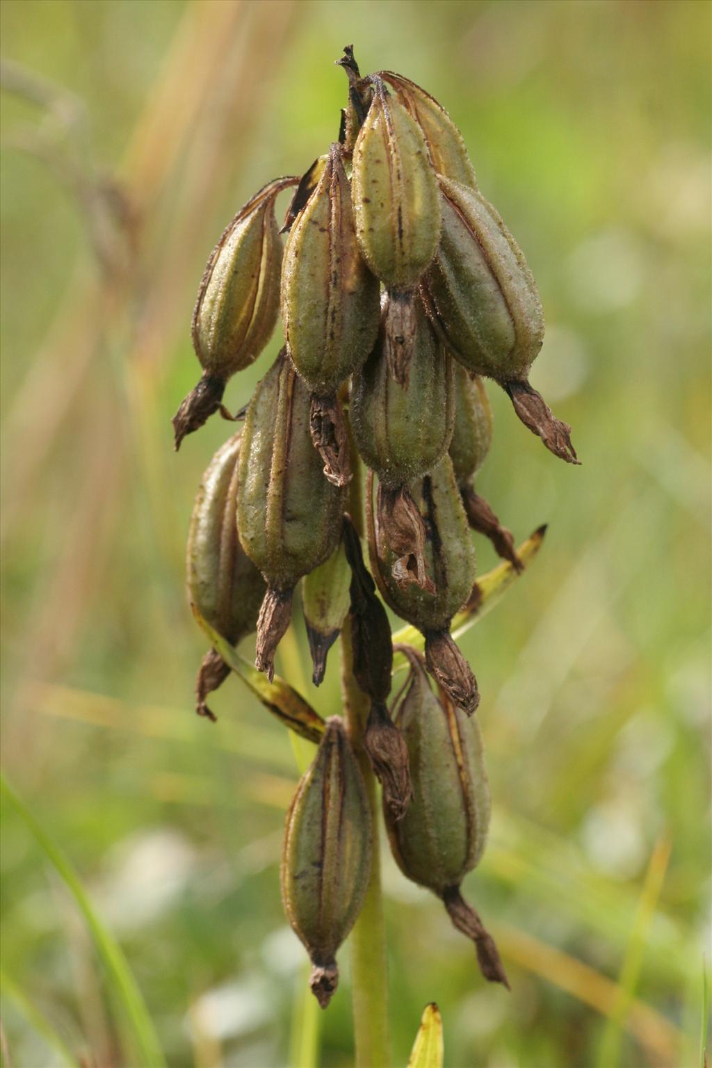 Epipactis palustris (door Willem Braam)