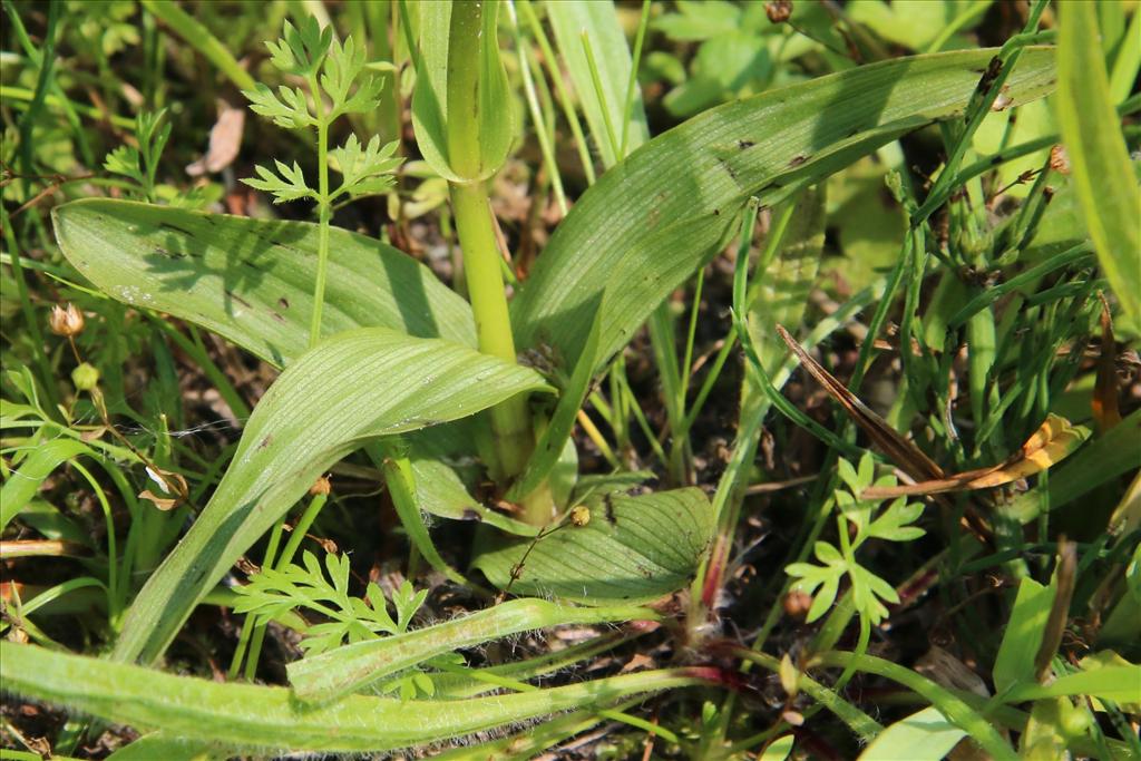 Epipactis palustris (door Willem Braam)