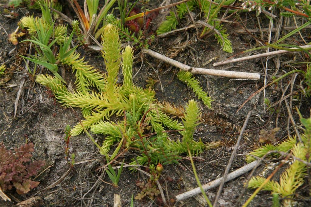 Lycopodiella inundata (door Willem Braam)