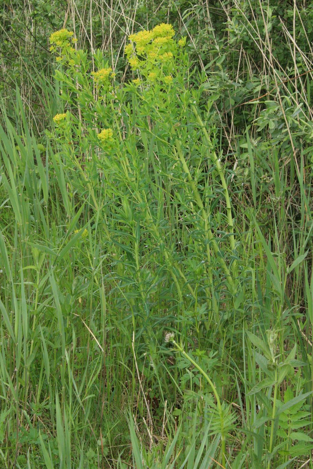 Euphorbia palustris (door Willem Braam)