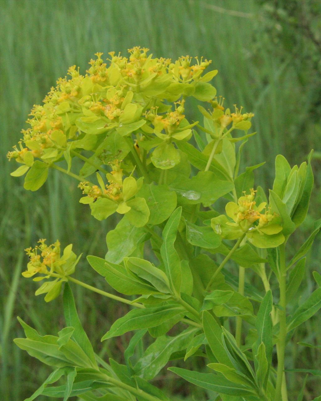 Euphorbia palustris (door Willem Braam)