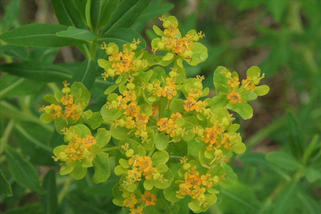 Euphorbia palustris (door Willem Braam)