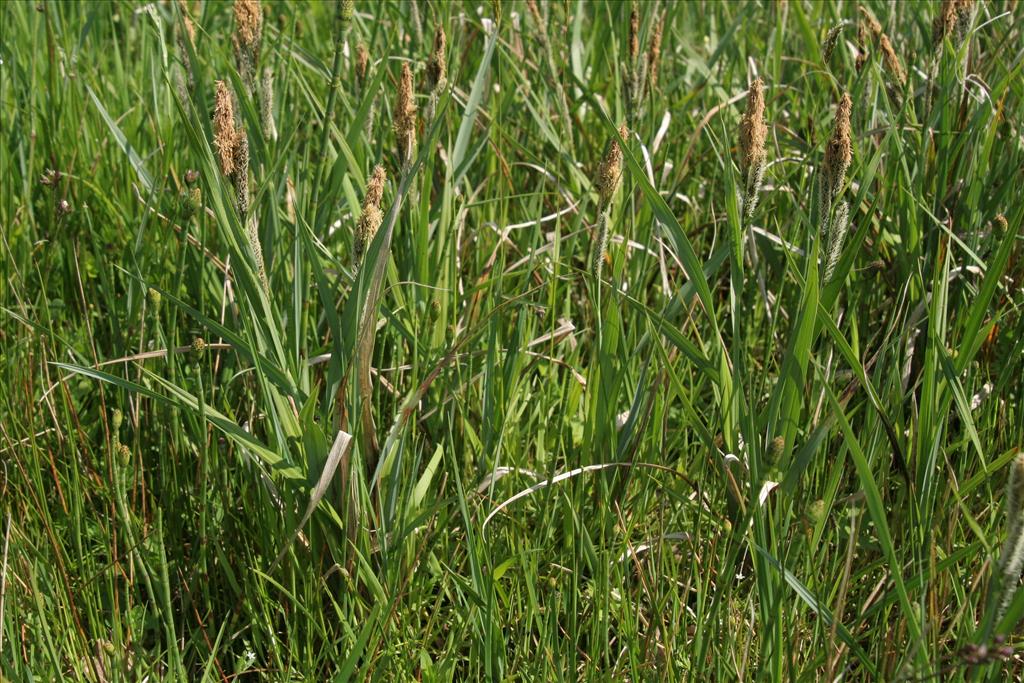 Carex acutiformis (door Willem Braam)