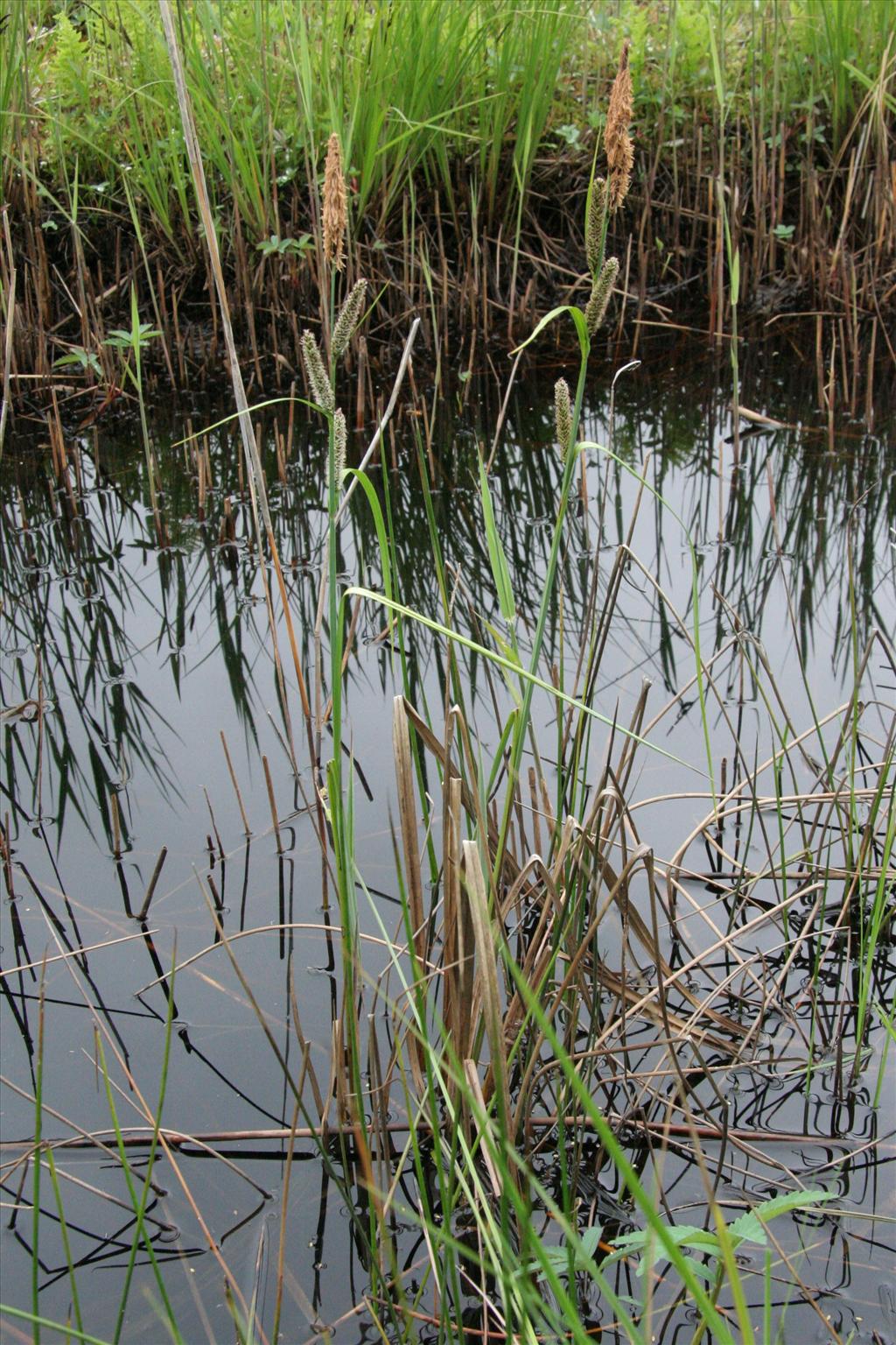 Carex acutiformis (door Willem Braam)