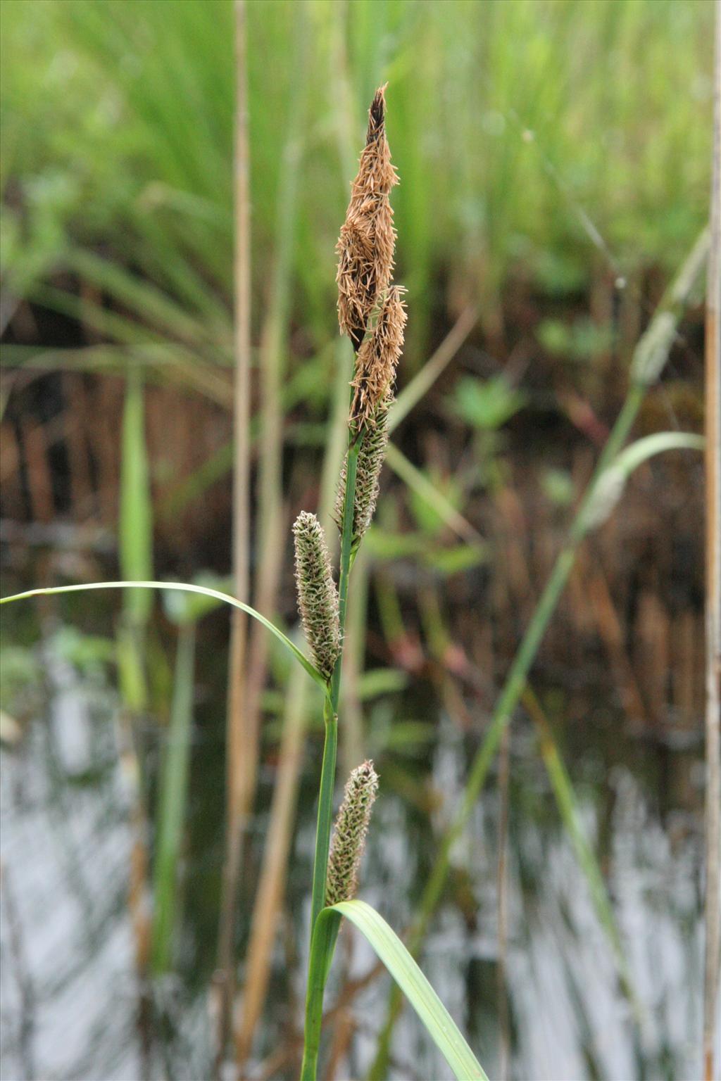 Carex acutiformis (door Willem Braam)