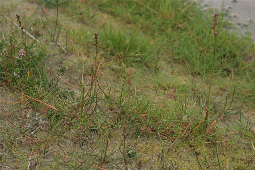 Triglochin palustris (door Willem Braam)