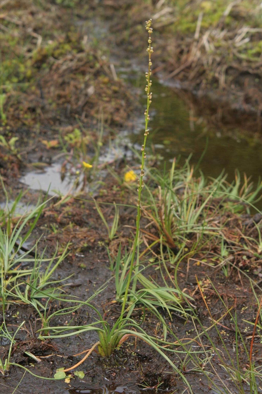 Triglochin palustris (door Willem Braam)