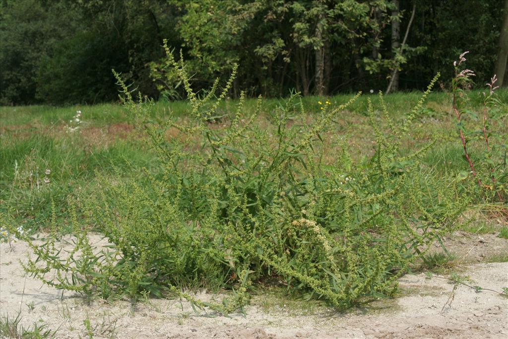 Rumex palustris (door Willem Braam)