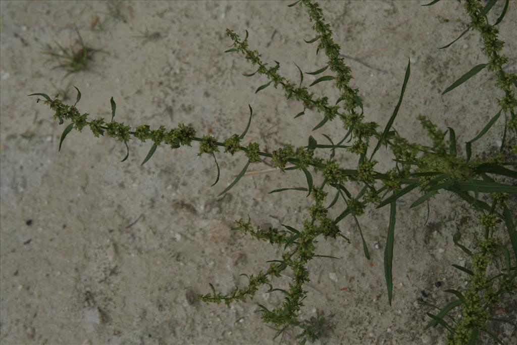 Rumex palustris (door Willem Braam)