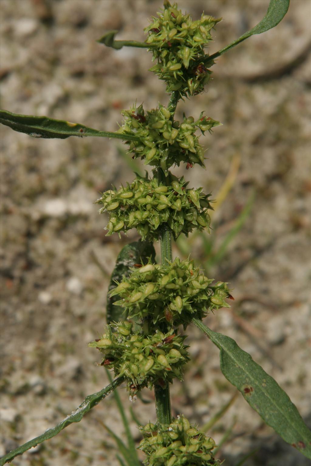 Rumex palustris (door Willem Braam)